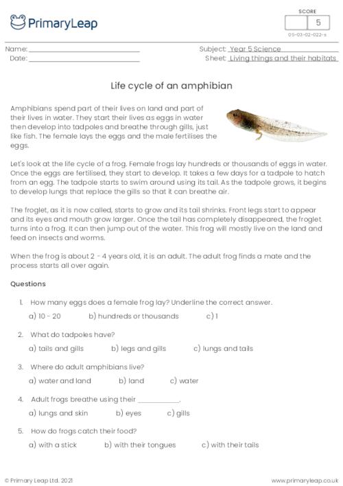 Science: Life cycle of an amphibian | Worksheet | PrimaryLeap.co.uk